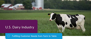 dairy cow in field